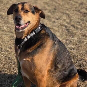 German Shepherd Dog and Mixed Breed Dogs Available for Adoption - Tucker | PetCurious
