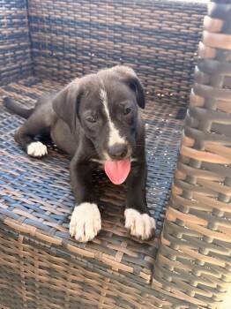 Laurel -  Labrador Retriever Dog for Adoption in Fort Belvoir, Virginia - Laurel | PetCurious