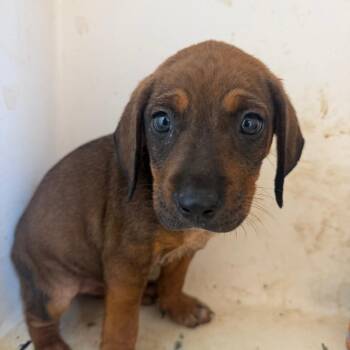 Creel -  Pit Bull Terrier Dog for Adoption in Birmingham, Alabama - Creel | PetCurious