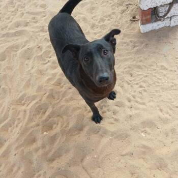 Black Labrador Retriever Dogs Available for Adoption - Sokkar  | PetCurious