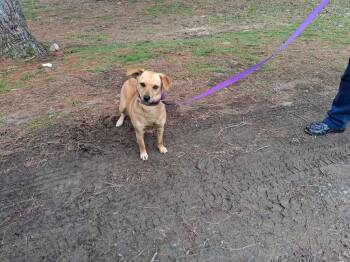 Chihuahua Dogs Available for Adoption - Bailey | PetCurious