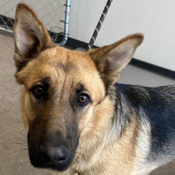 Mixed Breed Dogs Available for Adoption - Anya | PetCurious