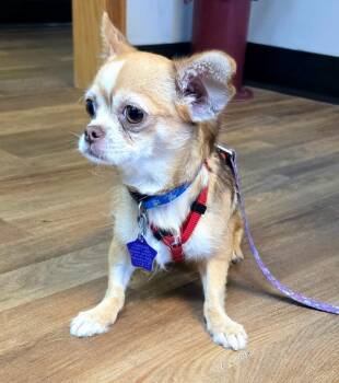 Ginger -  Chihuahua and Yorkshire Terrier Dog for Adoption in Spooner, Wisconsin - Ginger | PetCurious