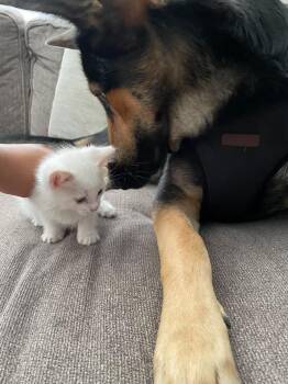 Rescue German Shepherd Dog Dogs for Adoption in Torrance, California - Gabby | PetCurious