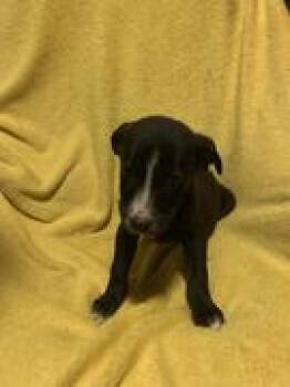 Rescue Terrier and Australian Cattle Dog Blue Heeler Dogs for Adoption in Chinle, Arizona - Benjamin | PetCurious