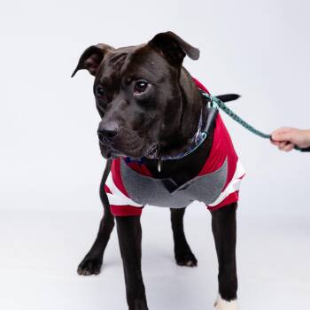 Rescue Pit Bull Terrier Dogs for Adoption in Columbia, South Carolina - Infinity | PetCurious