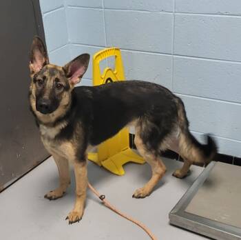 Rescue German Shepherd Dog Dogs for Adoption in Lawrenceville, Georgia - Pen 190 | PetCurious