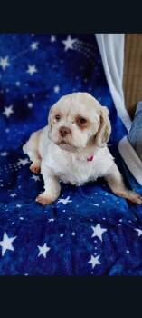 Mae -  Shih Tzu and Poodle Dog for Adoption in Lewis Center, Ohio - Mae | PetCurious
