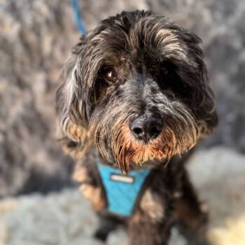 Rescue Wheaten Terrier Dogs for Adoption in San Diego, California - Bailey | PetCurious