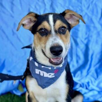 CHAMP -  Australian Kelpie and Terrier Dog for Adoption in Rowland Heights, California - CHAMP | PetCurious