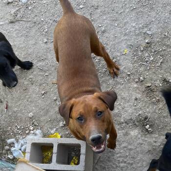 Rhodesian Ridgeback and Labrador Retriever Dogs Available for Adoption - Yogi | PetCurious