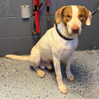 TUSC-Stray-85117 -  Hound and Mixed Breed Dog for Adoption in Tuscaloosa, Alabama - TUSC-Stray-85117 | PetCurious
