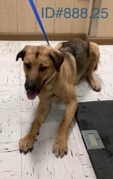 Rescue Shepherd Dogs for Adoption in Kerrville, Texas - #888.25 - Shepherd | PetCurious
