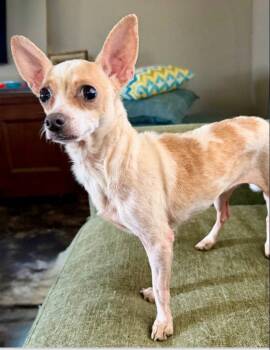 Lilly -  Chihuahua and Terrier Dog for Adoption in Bloomfield, Connecticut - Lilly | PetCurious
