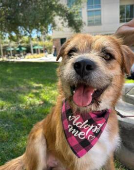 Terrier Dogs Available for Adoption in San Diego, California - Oso | PetCurious