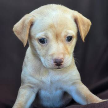Rescue Chihuahua and Terrier Dogs for Adoption in San Diego, California - Royal Pup - Elizabeth | PetCurious