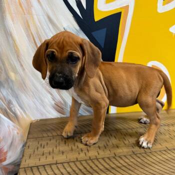 Willa -  Rhodesian Ridgeback Dog for Adoption in Mankato, Minnesota - Willa | PetCurious