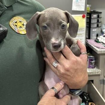 Monopoly -  Whippet and Mixed Breed Dog for Adoption in Buchanan Dam, Texas - Monopoly | PetCurious