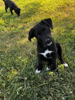 Thelma -  German Shepherd Dog and Labrador Retriever Dog for Adoption in Anabel, Missouri - Thelma | PetCurious