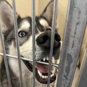 Husky Dogs Available for Adoption in Flagstaff, Arizona - Luna Lynn Marie | PetCurious