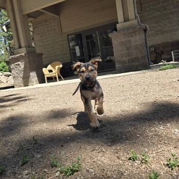 Thumper -  Shar Pei and Retriever Dog for Adoption in Incline Village, Nevada - Thumper | PetCurious
