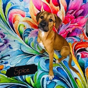 Mixed Breed Dogs Available for Adoption in Montreal, Quebec - Spice | PetCurious