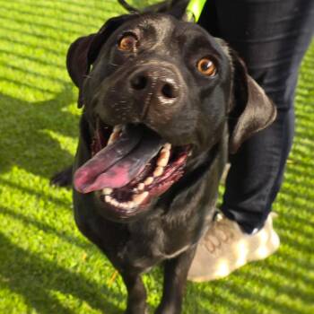 Labrador Retriever Dogs Available for Adoption in San Antonio, Texas - Rucker | PetCurious