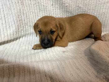 Boxer Dogs Available for Adoption in Naperville, Illinois - Gooseberry | PetCurious