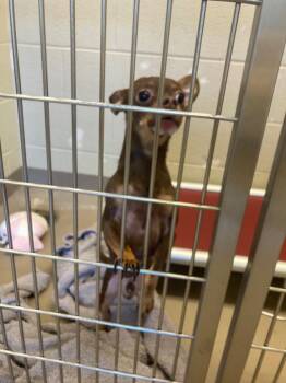 Bear -  Chihuahua Dog for Adoption in Christiansburg, Virginia - Bear | PetCurious