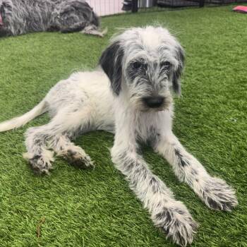 Warren -  Poodle and Mixed Breed Dog for Adoption in Huntsville, Alabama - Warren | PetCurious