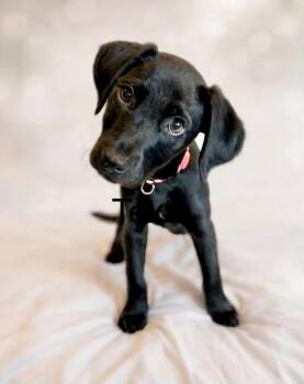 Mixed Breed Dogs Available for Adoption in Lindenhurst, New York - Mel Lowe | PetCurious