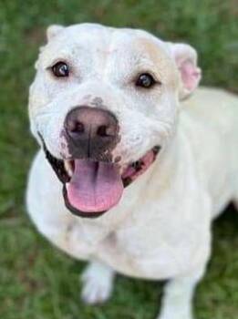 American Bulldog Dogs Available for Adoption - Harold | PetCurious
