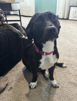 Gladys -  Dachshund Dog for Adoption - Gladys | PetCurious