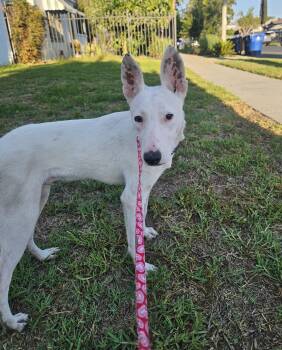 Rescue Rat Terrier Dogs for Adoption - Cozby | PetCurious