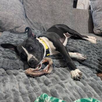 Eileen Wright -  Boston Terrier Dog for Adoption in Beulaville, North Carolina - Eileen Wright | PetCurious