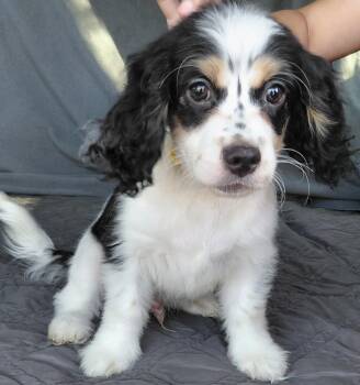Cavapoo Dogs Available for Adoption - Louie | PetCurious
