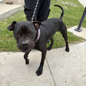 Pit Bull Terrier Dogs Available for Adoption in Leavenworth, Kansas - 26-0196 "Bones" | PetCurious