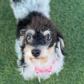 Terrier and Mixed Breed Dogs Available for Adoption - Luna Star A2258344 | PetCurious