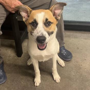 Balou -  Jack Russell Terrier and Mixed Breed Dog for Adoption in Tampa, Florida - Balou | PetCurious