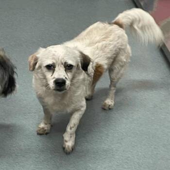 Jimmy -  Mixed Breed Dog for Adoption in Houston, Texas - Jimmy | PetCurious