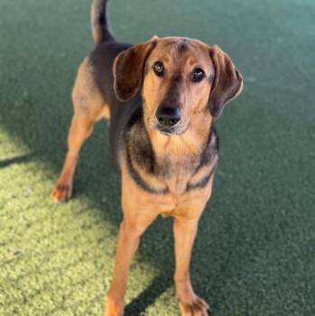Bloodhound Dogs Available for Adoption - Pretty Girl | PetCurious