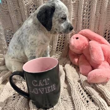 Queen Elizabeth pup 5 -  Labrador Retriever and Mixed Breed Dog for Adoption in Austin, Texas - Queen Elizabeth Pup 5 | PetCurious