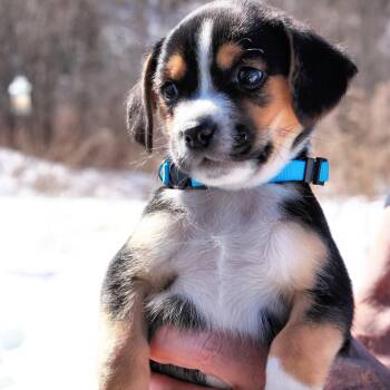 Hound Dogs Available for Adoption - CT Drift Avail Mar 28 | PetCurious