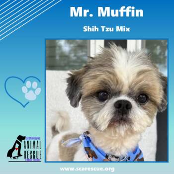 Mr. Muffin -  Shih Tzu Dog for Adoption in Windsor, Ontario - Mr. Muffin | PetCurious