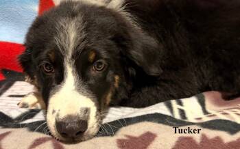 Tucker -  Australian Shepherd Dog for Adoption in Celina, Ohio - Tucker | PetCurious