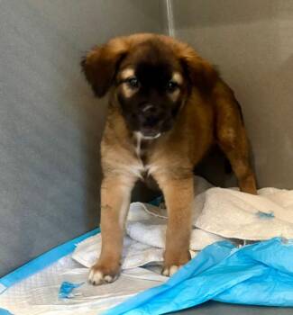 Tippa -  Mixed Breed Dog for Adoption in New Bern, North Carolina - Tippa | PetCurious
