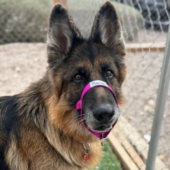German Shepherd Dog Dogs Available for Adoption - Mia | PetCurious