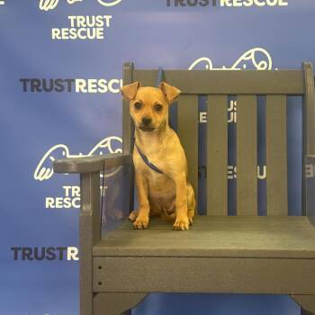 Terrier Dogs Available for Adoption - SPROUT | PetCurious