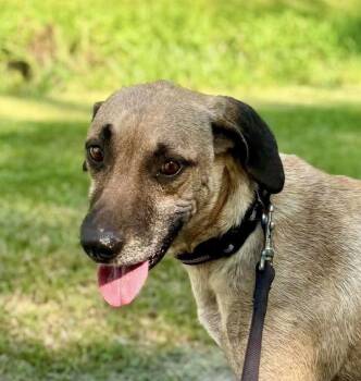 Mr Ripley -  Black Mouth Cur Dog for Adoption in Syracuse, New York - Mr Ripley | PetCurious