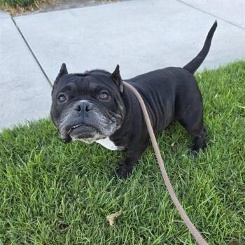 BUBBY -  American Bully and Mixed Breed Dog for Adoption in Long Beach, California - BUBBY | PetCurious